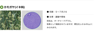 カモガヤの説明
